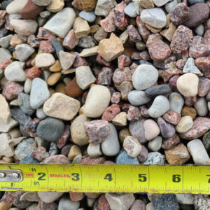 American-Beauty-3-4-and-1-1-2-inch-4